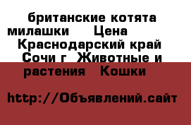 британские котята милашки!) › Цена ­ 8 000 - Краснодарский край, Сочи г. Животные и растения » Кошки   